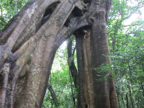 One Big Ass Tree Trunk